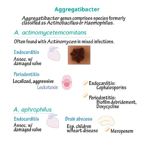 Immunologymicrobiology Glossary Aggregatibacter Draw It To Know It