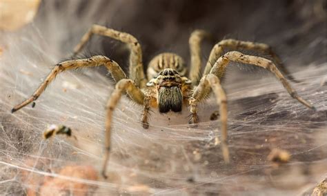 Diese spinne gehört zur gattung der webspinnen und wird auch violonistenspinne genannt. Giftigste Spinne Der Welt In Deutschland - Ammen ...