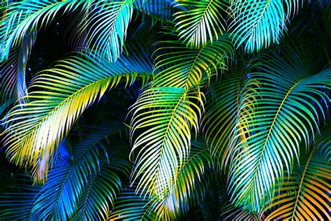 Free Download Palm Leaves In Blue By Karon Melillo Devega