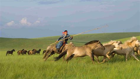 Horse Riding Revival Among Mongolian Herders Cgtn