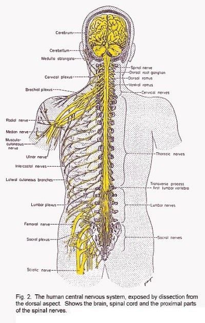 Central nervous system (cns) the cns is the brain and the spinal cord. Human Biology: Compendium Review: Nervous System and Senses