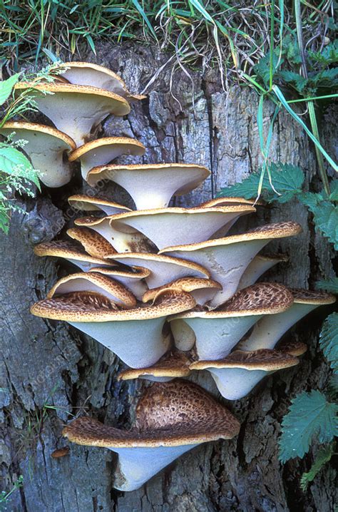 Dryads Saddle Fungi Stock Image B2501573 Science Photo Library