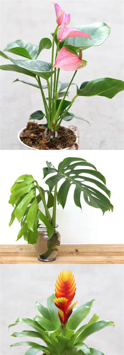 12 Easy Air Purifying Indoor Plants For Beauty Well