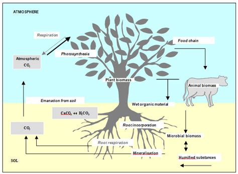 See the articles below for more information on the pitfalls of these dating methods. Why is carbon 14 useful in radioactive dating and not ...