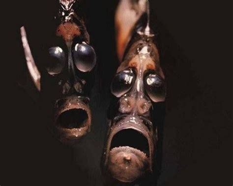 8 Bizarre Newly Discovered Deep Sea Creatures Deep Sea Creatures