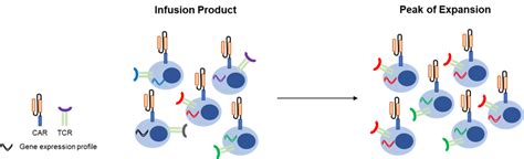 Chimeric Antigen Receptor T Cell Clonal Dynamics Fred Hutchinson