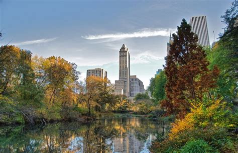 Officials Discover Dead Black Bear Cub In Central Park Complex