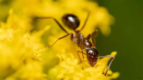 Carpenter Ant Breda Pest Management