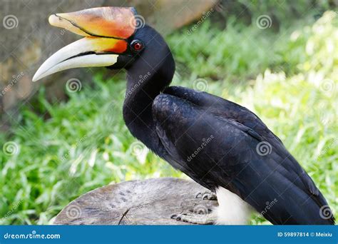 Hornbill Bird On Branch Stock Photo Image Of Bill Enormous 59897814