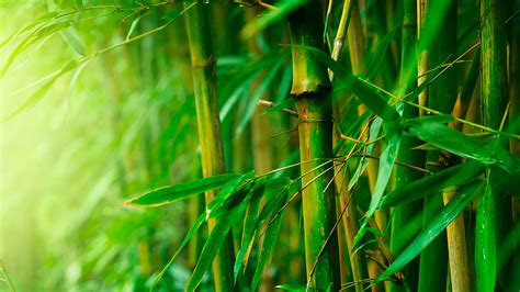 8 Different Types Of Bamboos Horticulture Landscapes