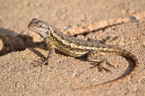 Dsc0153 Small Lizards Lizard Reptiles And Amphibians