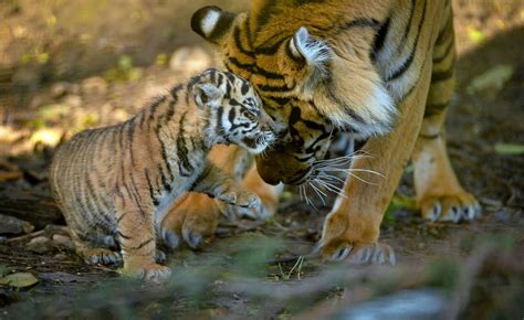 Chester Zoo Tiger Cubs Caught By Vets To Be Checked Liverpool Echo