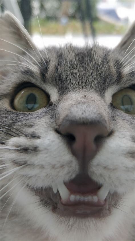 Funny Close Up Cat Pictures Cat Mania