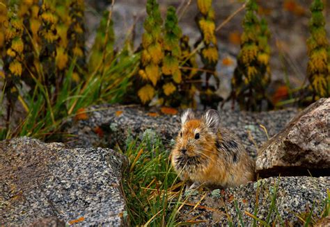 Hop Skip Run The Hardy Pikas Of Ladakh Roundglass Sustain