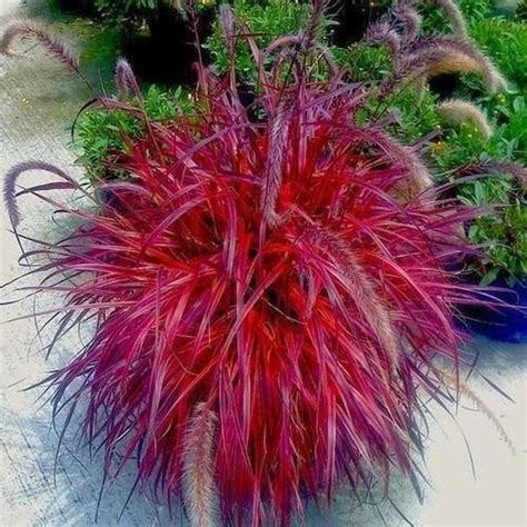 Fountain Grass Pennisetum Setaceum Red 20 200 Or 2000 Seeds Etsy