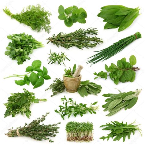 Fresh Herbs Collection Stock Photo By ©elena Schweitzer 5451549