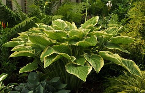 Hosta Victory From The Hosta Helper Presented By Plantsgalorecom