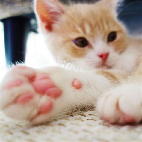 ピンクちゃん 猫 ねこ cat 子猫 こねこ部 愛猫 スコティッシュフォールド 三ヶ月 肉球 ピンク 肉球ピンク pink