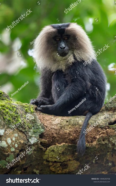 Lion Tailed Macaque Western Ghats South Stock Photo 1494630758