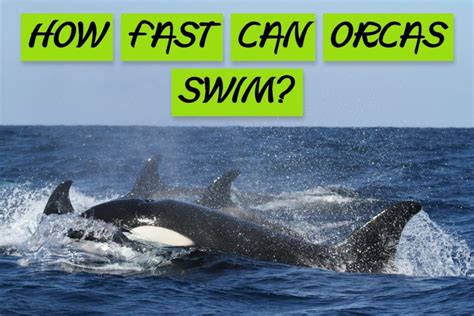How Fast Can Orcas Swim Arcticlook
