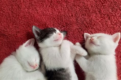 50 of the Cutest Photos of Kittens Sleeping | Reader's Digest