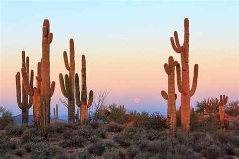 Cactus Desert Stock Photos Pictures And Royalty Free Images Istock