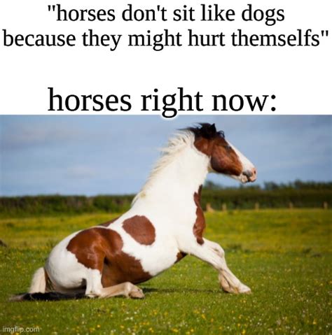 Horse Meme I Made Imgflip