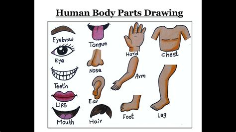 Bodypartsdrawing How To Draw Human Body Parts Drawing Step By Step