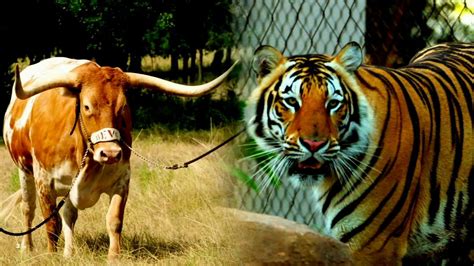 Bevo Vs Mike The Tiger Sizing Up The Battle Of Best Mascot Espn Video