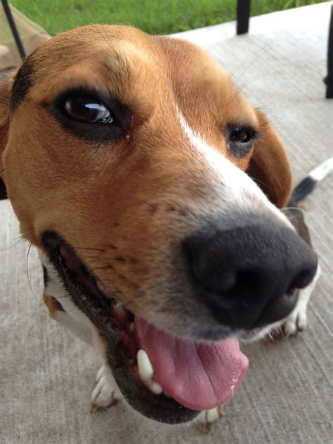 Beagle Smile Mascotas Animales
