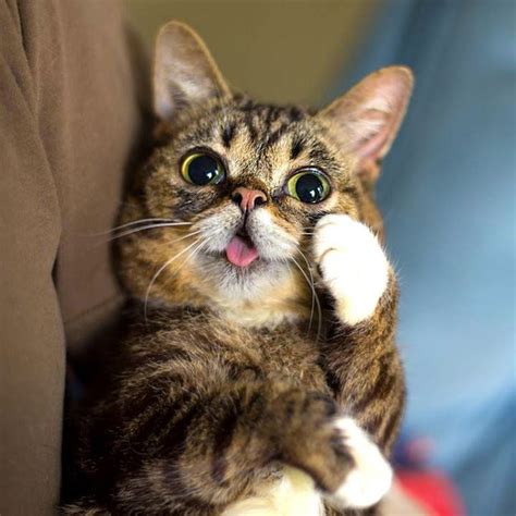 Lil Bub The Cutest Cat On The Internet 13 720×720 Chats Et