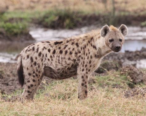 Hyena Project 🐾 On Twitter Us Excited Hey Lets Start A New Quiz