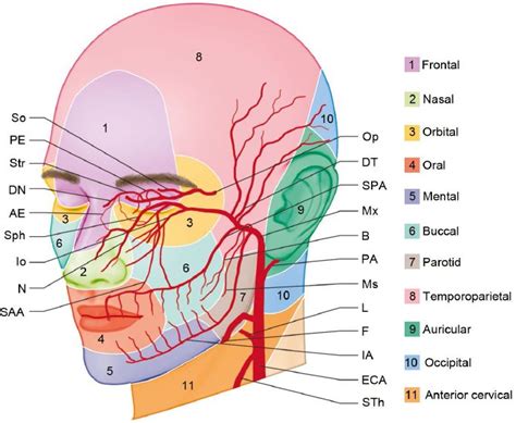 Arteries Of The Face And Neck Facial Anatomy Muscle Anatomy Arteries