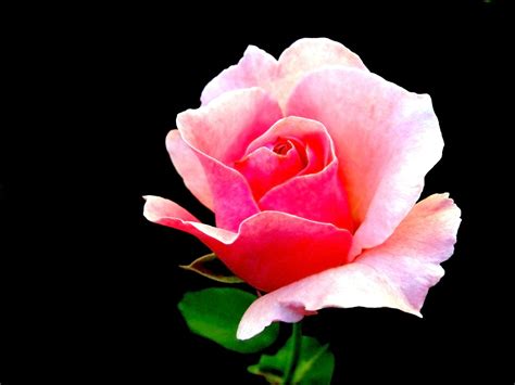 Free Small Pink Rose Rosebud Stock Photo
