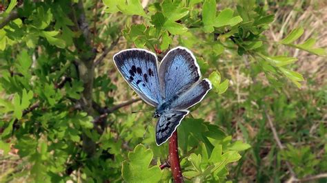 Large Blue Butterflies Return To Rodborough Common On The