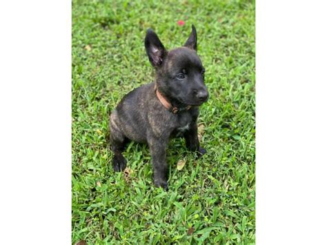 Snow white german shepherd puppies trained dogs and puppies, delivered from our farm in iowa to chiagoland we sell only to families, individuals or qualified intsitutions. Males and females dutch shepherd puppies available in ...