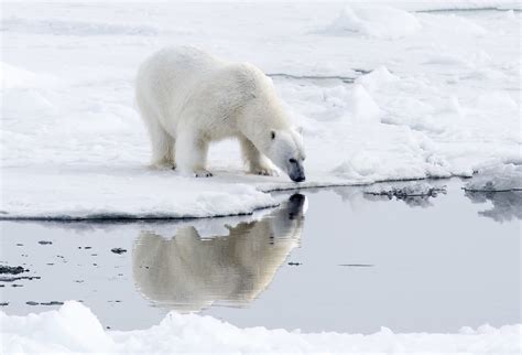 University Dumps Professor Who Found Polar Bears Thriving