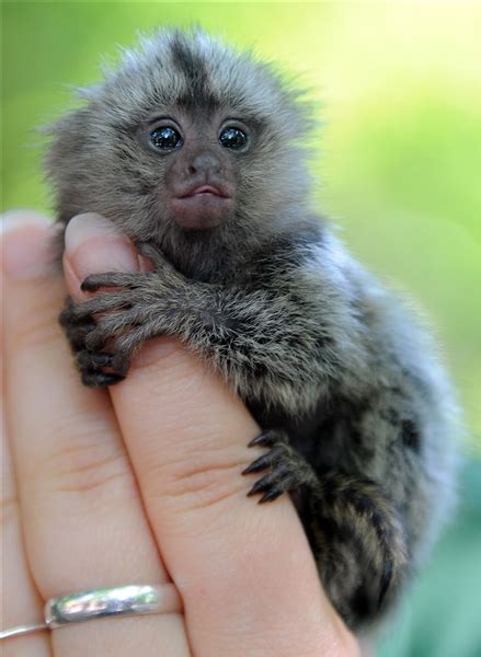 Finger Monkey New Funny Photos Funny And Cute Animals