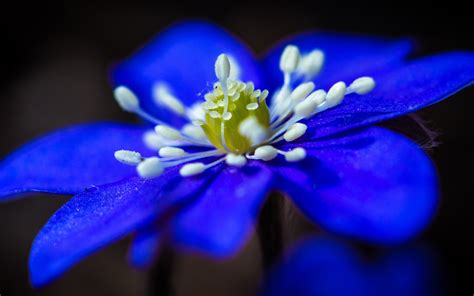 Wallpaper Blue Flower Close Up Petals Stamens 2560x1600