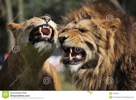 Angry Lion Stock Image Image Of Mane Close Sharp Feline 10069967