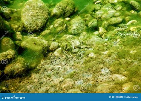 Rocks Underwater On Riverbed Covered With Green Algae Stock Photo