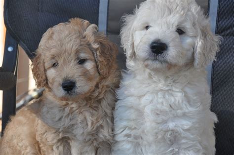We offer premier customer care, and questions answered, by. Our Teddy Bear Goldendoodles | Goldendoodle breeders ...