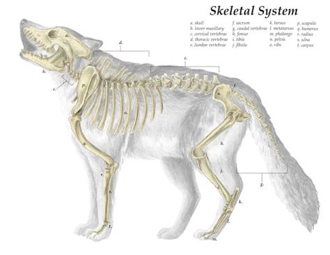 Grey Wolf Skeletal System Scientific Illustration Digital Etsy