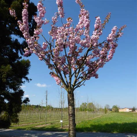 Prunus Serrulata Kanzan Japanische Blütenkirsche Nelkenkirsche