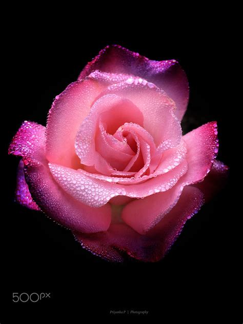 Pink Rose With Dew By Priyanka Paltanwale 500px