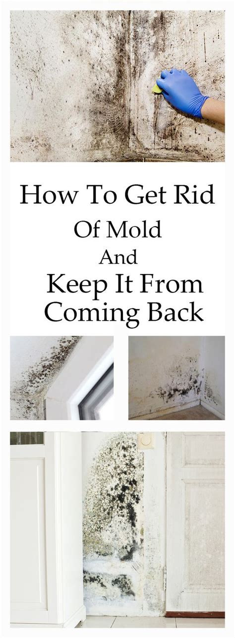 Pour into a spray bottle How To Get Rid Of Mold And Keep It From Coming Back | Mold ...