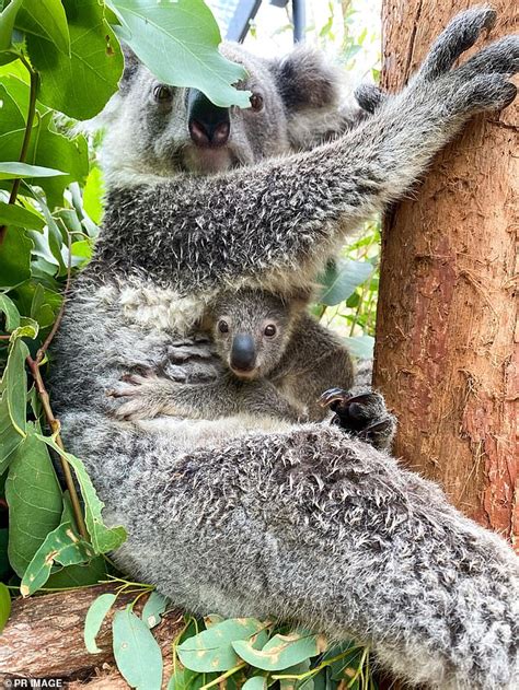 Australias Newest Koala Joey Humphrey Poses For The Camera Alongside