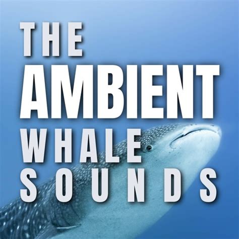 Stream Whale Sounds Relaxation Listen To The Ambient Whale Sounds Playlist Online For Free On