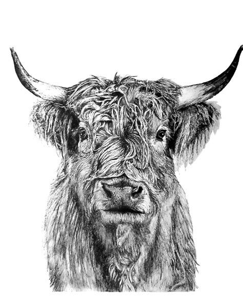 Highland Cow Clip Art Black And White