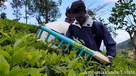 Machine Plucking Tea Harvesting Ceylon Tea Sri Lanka ☕ Youtube